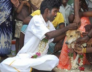 marrying_an_animal_for_a_fruitful_married_life_image_title_jujlf