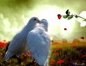 romanticlovebirdsmillion