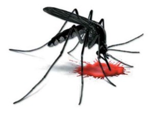 dengue death